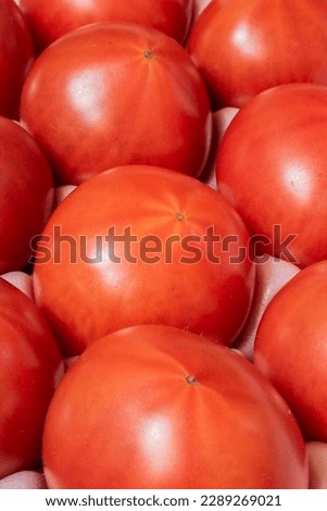 Aligned group of fresh tomatoes, vertical frame