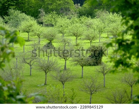 ALIGNMENT OF APPLE TREES IN A FIELD