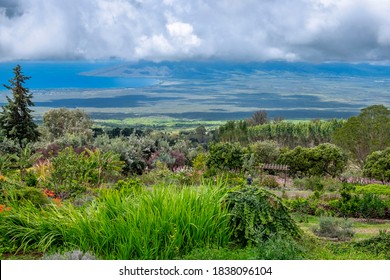 Ali'i Kula Lavender Farm, Maui, Hawaii, USA.