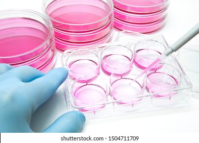 Aliquot of human stem cells into the 6 well plate for cellular assay  - Shutterstock ID 1504711709