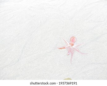 Alive Baby  Translucent Octopus Pink Color On Light Sand Octopoda
Mollusca Coleoids