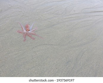 Alive Baby  Translucent Octopus Pink Color On Light Sand Octopoda
Mollusca Coleoids