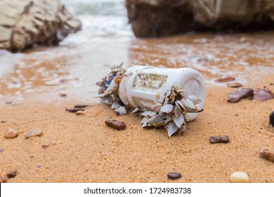 Alive Clam Shell On Plastic Bottles Trash At The Beach. Sea Pollution.