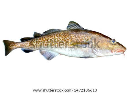 Alive Codfish (Pacific Cod, Gadus macrocephalus) isolated on white background.
