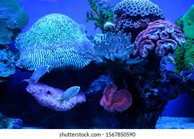 Alive Corals In The Eilat's Coral Reef In Israel