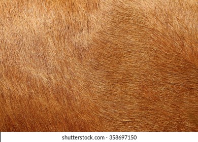 Alive Cow Fur Skin Macro