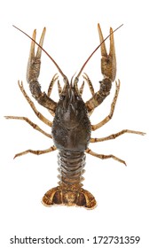 Alive Crayfish Closeup Isolated On White Background
