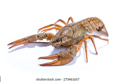 Alive Crayfish Isolated On The White Background