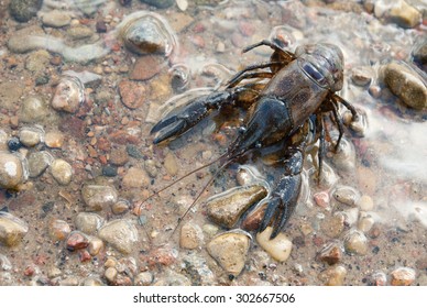 Alive Crayfish On Water Background.