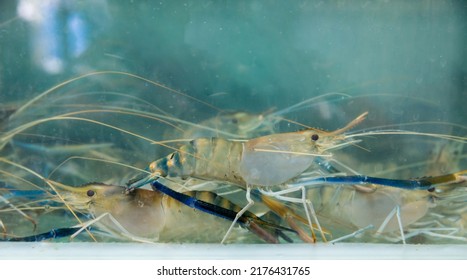 Alive Fresh River Prawn In A Glass Tank.