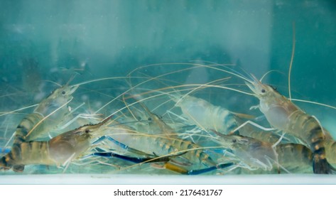 Alive Fresh River Prawn In A Glass Tank.