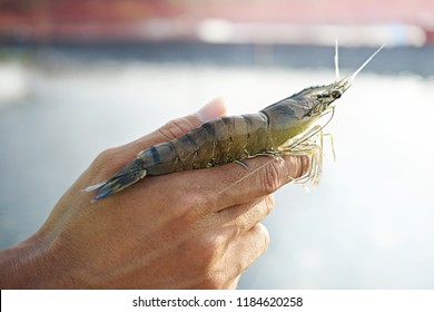 Alive Large Black Tiger Prawn Or P. Monodon On The Hand Of Farmer In The Farm