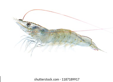 Alive Large Swimming Pacific White Shrimp (L. Vannamei) In White Background Isolated