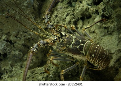   Alive Lobster In The Water.