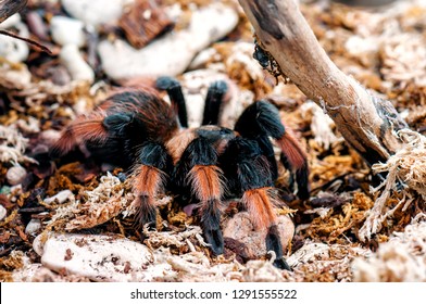 Alive Mexican Red Leg Tarantula