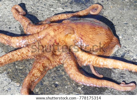 Alive octopus catched by fisherman