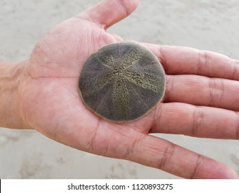 Alive Sand Dollar On Hand At The Beach