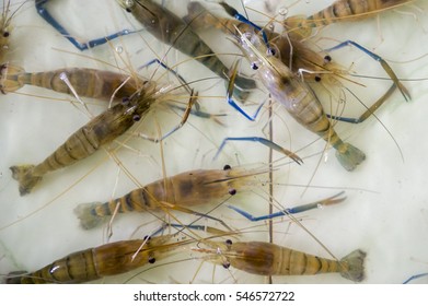 Alive Shrimps In The Restaurant Pool.
