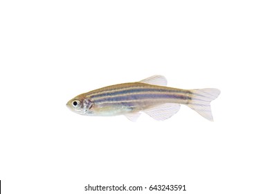 Alive Small Fish In White Background