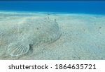 Alive sole fish swimming on a sandy surface underwater in Ikaria	