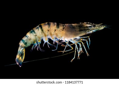 Alive Swimming Farmed Black Tiger Prawn (P. Monodon) In Dark Background