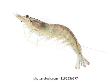 Alive Swimming Large Pacific White Shrimp (L. Vannamei) On The White Background