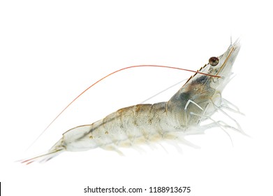 Alive Swimming Pacific White Shrimp (L. Vannamei) On The White Background