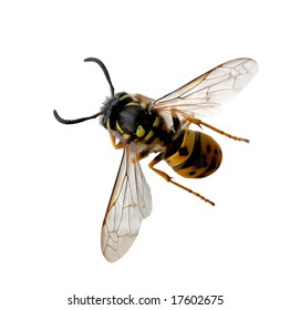 Alive wasp bee isolated on white background
