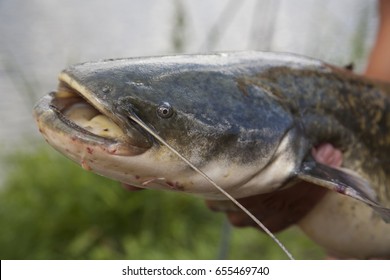 3,180 Big Catfish Stock Photos, Images & Photography | Shutterstock