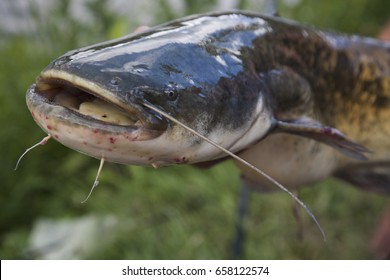 Alive Wet Catfish Hand Stock Photo (Edit Now) 658122574