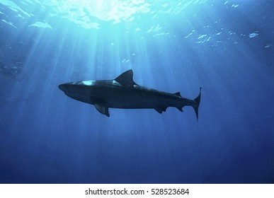 Aliwal Shoal, Indian Ocean, South Africa, Dusky Shark (Carcharhinus Obscurus), Low Angle View