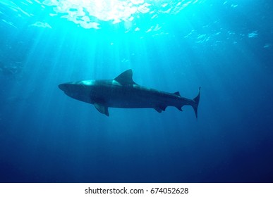 Aliwal Shoal, Indian Ocean, South Africa, Dusky Shark (Carcharhinus Obscurus), Low Angle View