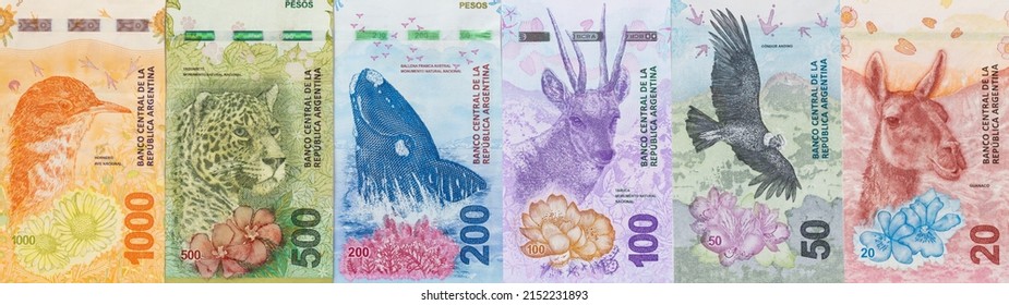 All Argentinian Banknotes from the new series with animals, arranged neatly next to each other, Narrow Panorama pesos