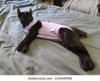 An All Black Highland Lynx Kitten Lying On A Cat Tower In A Purple Recovery Suit After A Spay Operation.