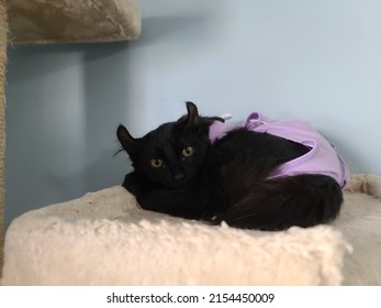 An All Black Highland Lynx Kitten Lying On A Cat Tower In A Purple Recovery Suit After A Spay Operation.