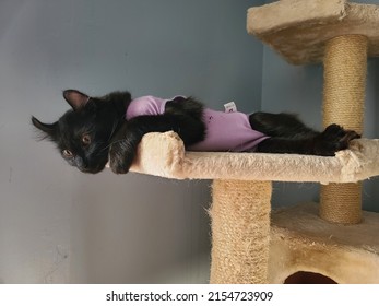 An All Black Highland Lynx Kitten Lying On A Cat Tower In A Purple Recovery Suit After A Spay Operation.