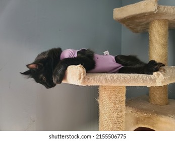 An All Black Highland Lynx Kitten Lying On A Cat Tower In A Purple Recovery Suit After A Spay Operation.