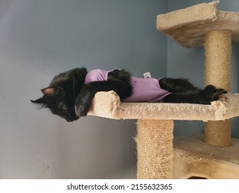 An All Black Highland Lynx Kitten Lying On A Cat Tower In A Purple Recovery Suit After A Spay Operation.