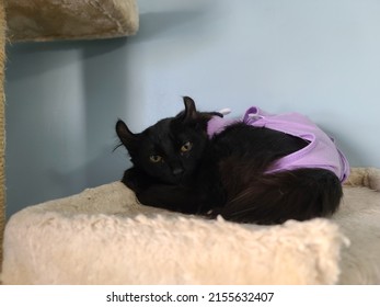 An All Black Highland Lynx Kitten Lying On A Cat Tower In A Purple Recovery Suit After A Spay Operation.