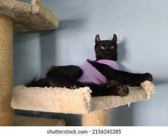 An All Black Highland Lynx Kitten Lying On A Cat Tower In A Purple Recovery Suit After A Spay Operation.