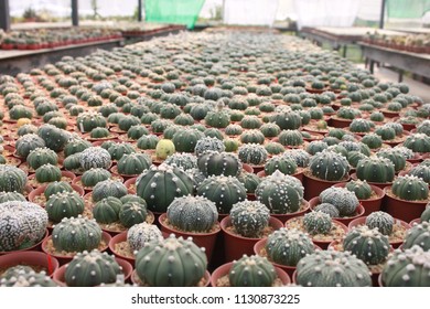 all cactus in the garden
