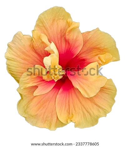All color Hibiscus flowers Red brown Hibiscus flowers Orange  Hibiscus flowers yellow  Hibiscus flowers Pink Purple Magenta Color Background Remove white background 