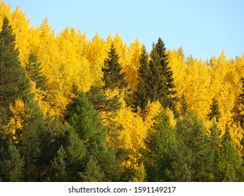 All The Colors Of Autumn In Pinezhsky District