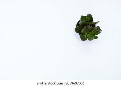 It's All Done! Crassula Ovata, Commonly Known As Jade Plant, Lucky Plant, Money Plant Or Money Tree, Cleanly Arranged On A Blank, White Office Desk. Table Top View, Copy Space. 