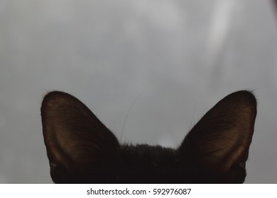 'all Ears'; The Cat's Ears