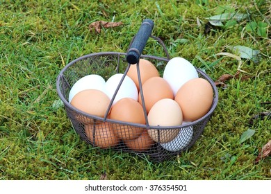 All Eggs In One Basket