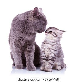 All The Love In The World Shown Between A Big British Cat And A Small Silver Tabby