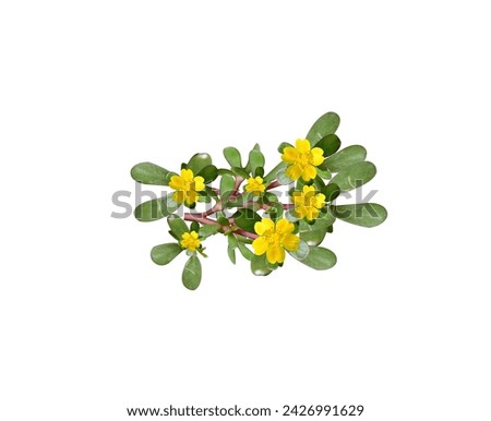 All parts of Portulaca oleracea or purslane are edible raw or cooked and used in folk medicine