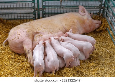 All Piglets Suckling Sow Milk at Animal Farm - Powered by Shutterstock