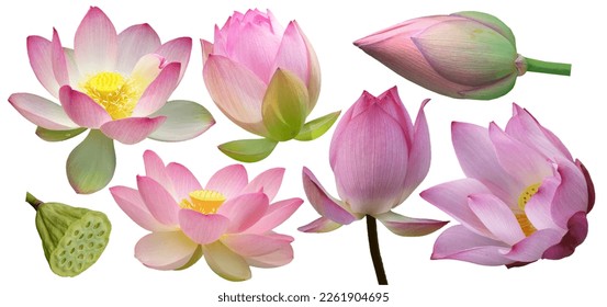 All Sweet Lotus Flowers Cut PNG